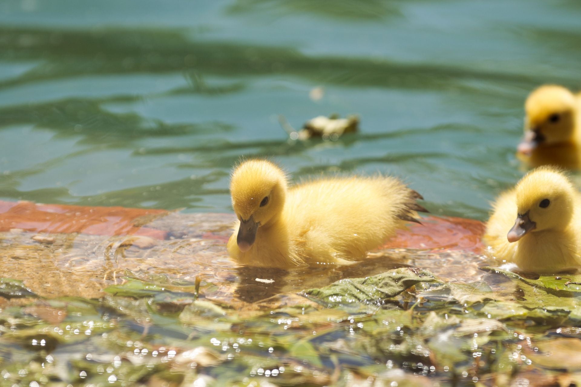 La nueva familia de patos en La Alamedilla