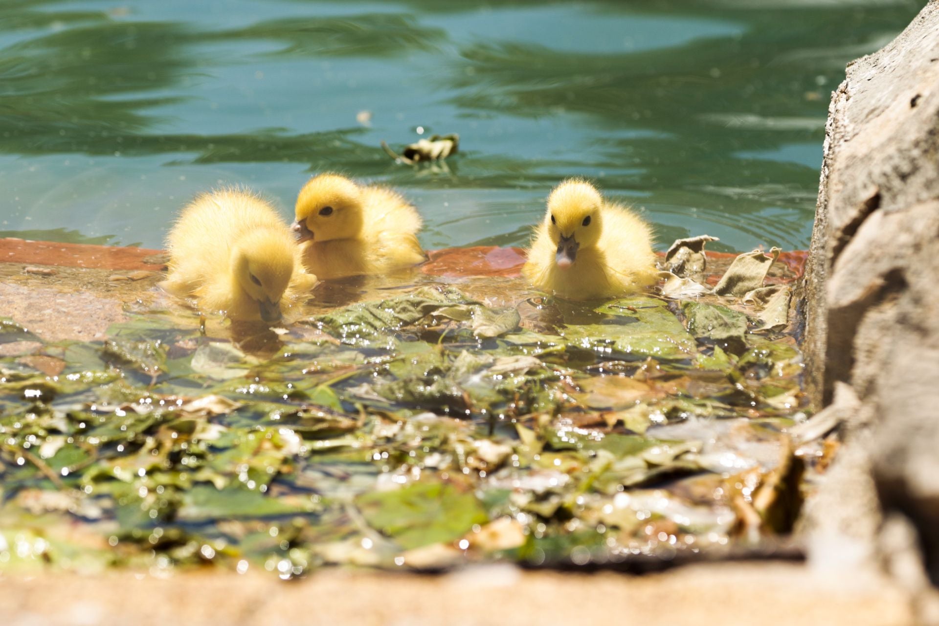 La nueva familia de patos en La Alamedilla