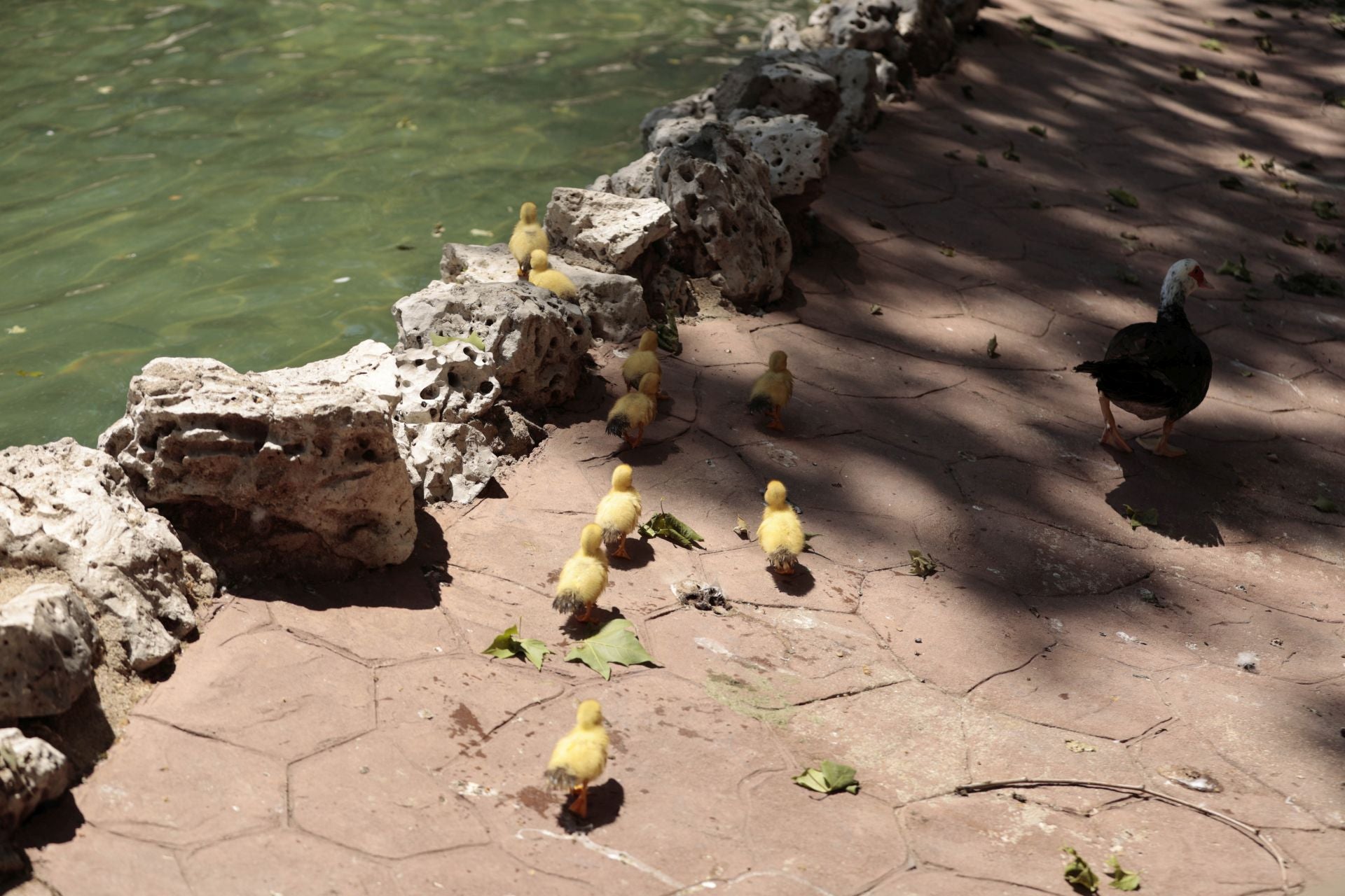La nueva familia de patos en La Alamedilla