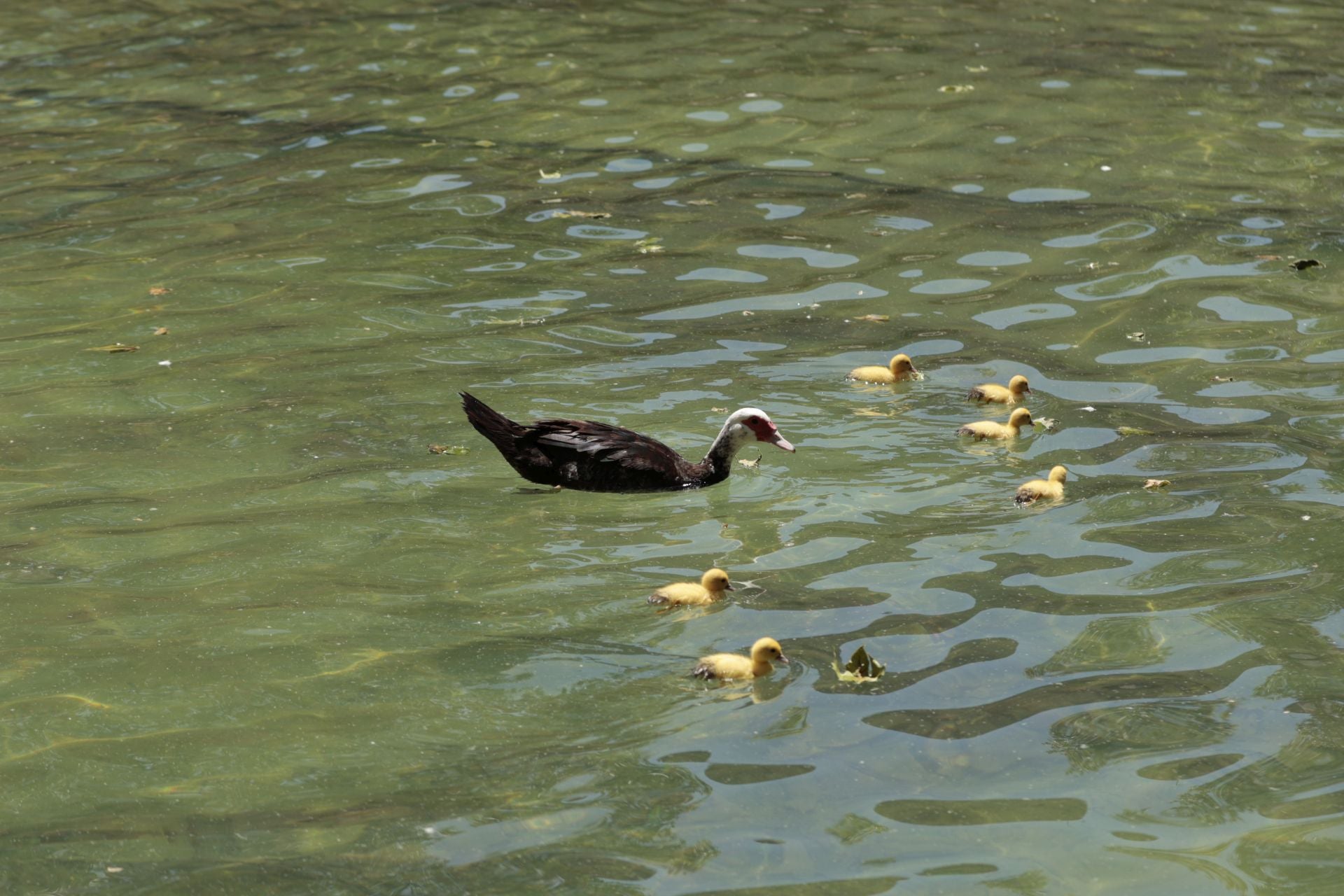 La nueva familia de patos en La Alamedilla