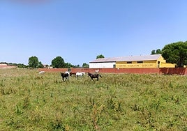 El centro ecuestre de Ledesma, en venta.