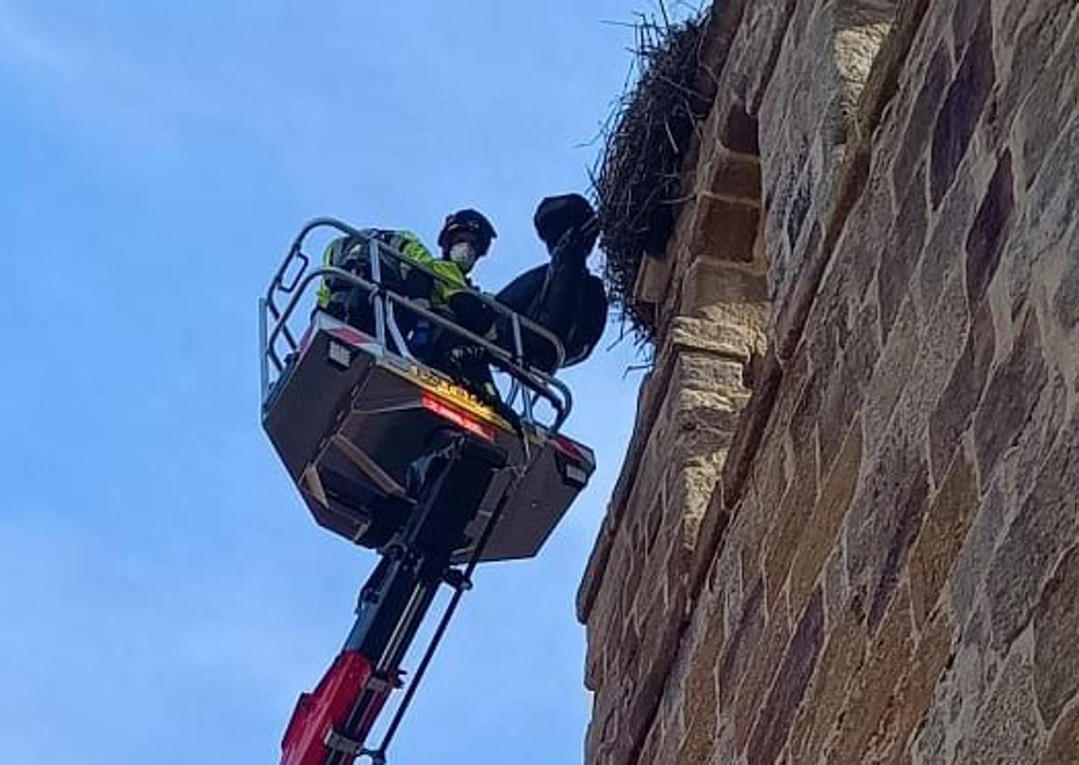 Imagen secundaria 1 - La valiosa iglesia de Zamora amenazada por los nidos de cigüeña que moviliza a los bomberos