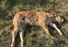 Dos ataques de buitres más en la provincia de Salamanca