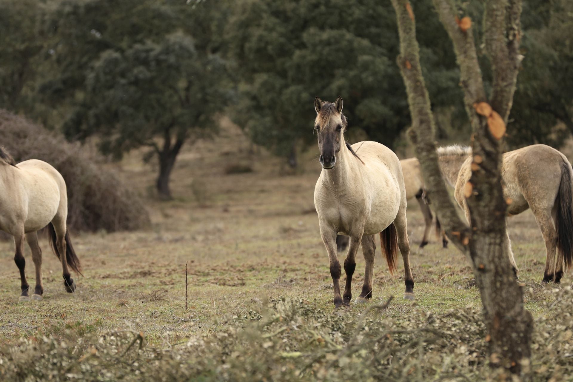 La reserva biológica refugio de especies amenazas en Salamanca