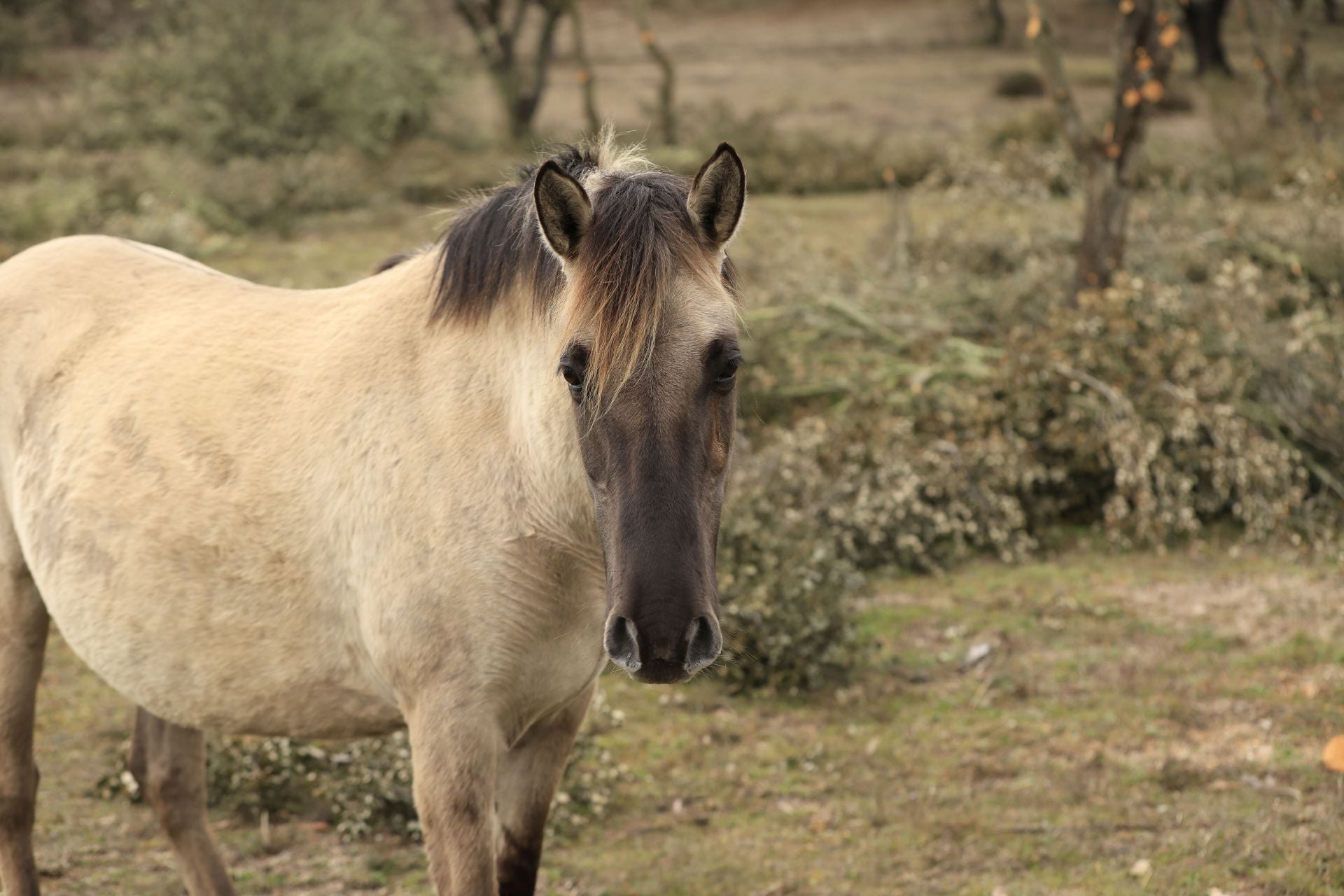 La reserva biológica refugio de especies amenazas en Salamanca