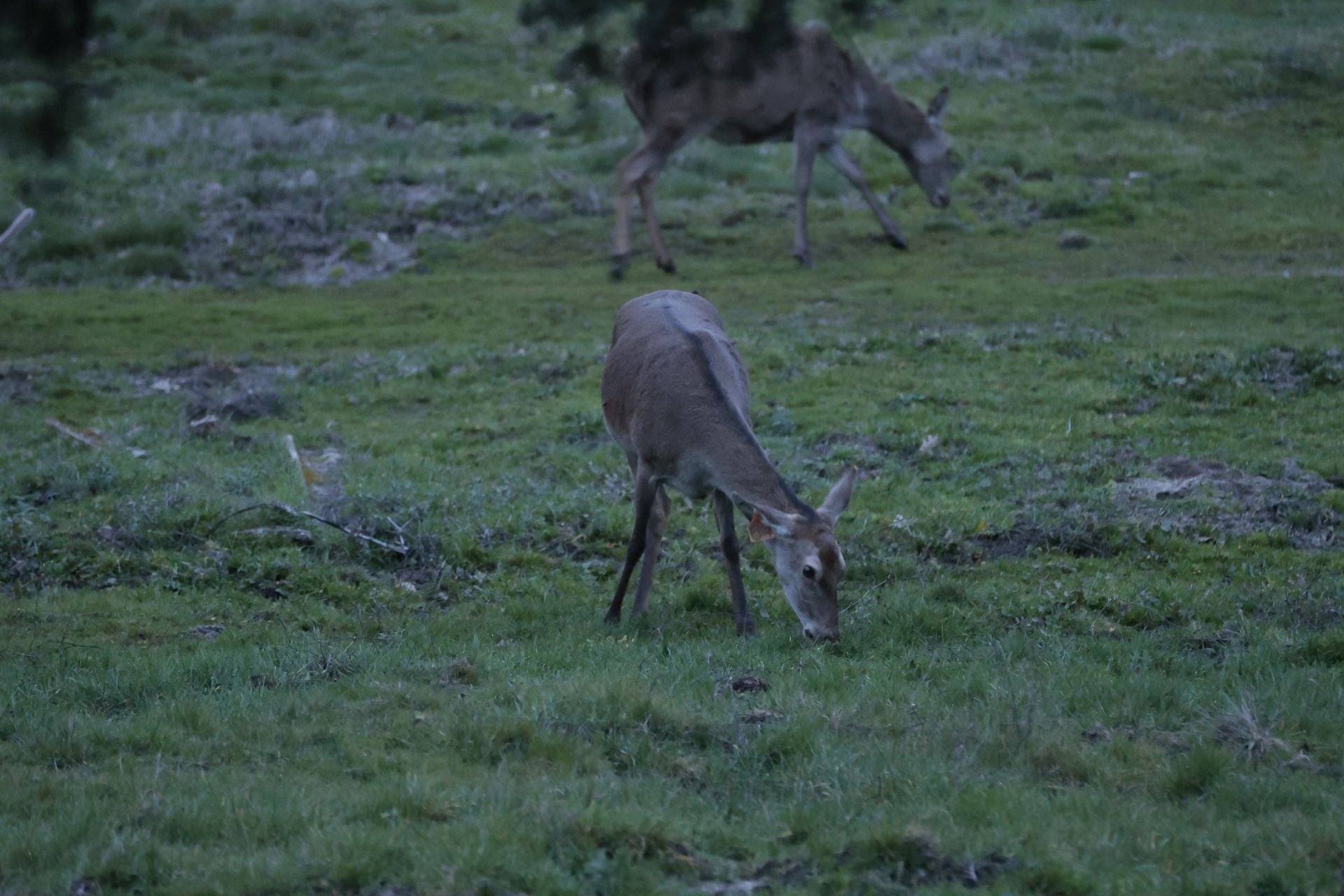La reserva biológica refugio de especies amenazas en Salamanca
