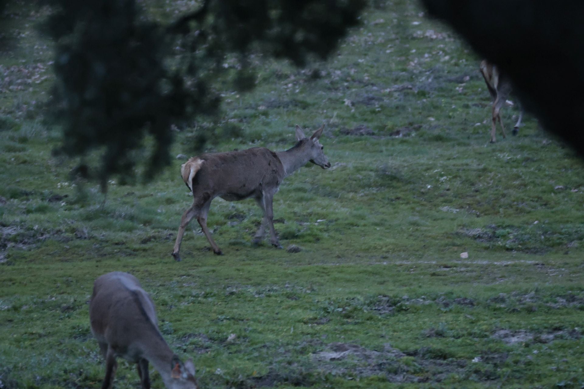 La reserva biológica refugio de especies amenazas en Salamanca