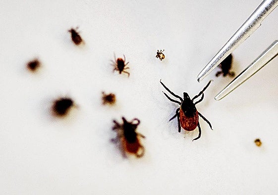 Especímenes distintos de garrapatas.