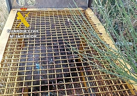 Los tejones en la jaula