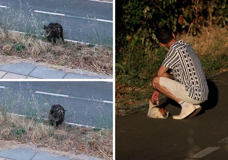 A la izquierda un jabalí en las inmediaciones del río Tormes, a la derecha una persona tocando un gato en la misma zona.