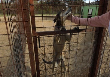Residencias caninas: dónde dejar a tu perro este verano en Salamanca