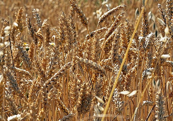 La novedosa investigación en Salamanca que busca los secretos de la espiga del trigo