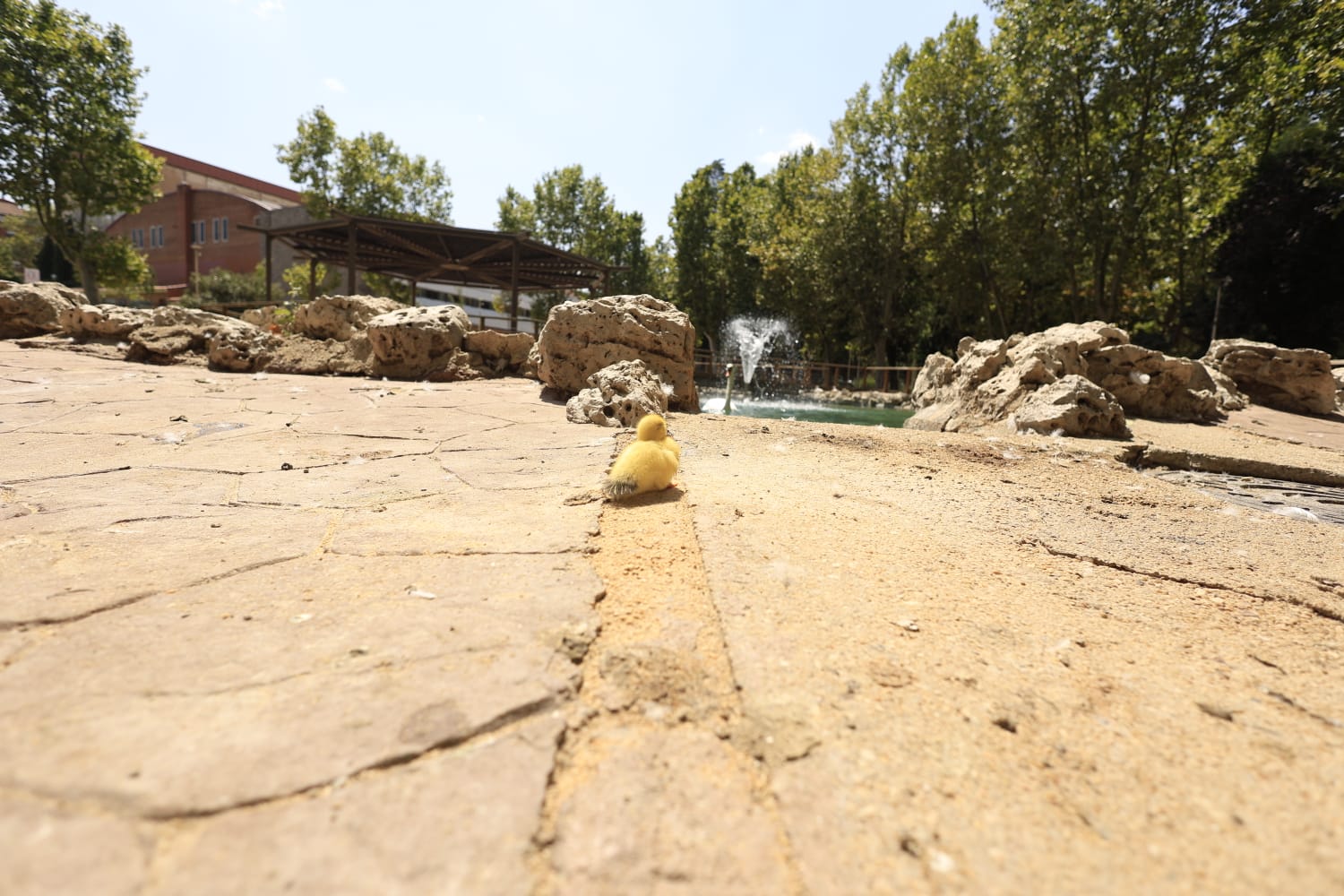 La Alamedilla vuelve a tener nuevos inquilinos amarillos