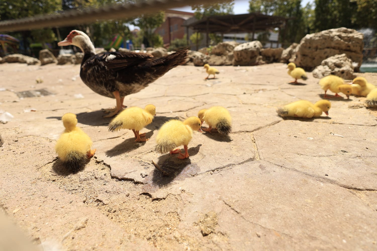 La Alamedilla vuelve a tener nuevos inquilinos amarillos