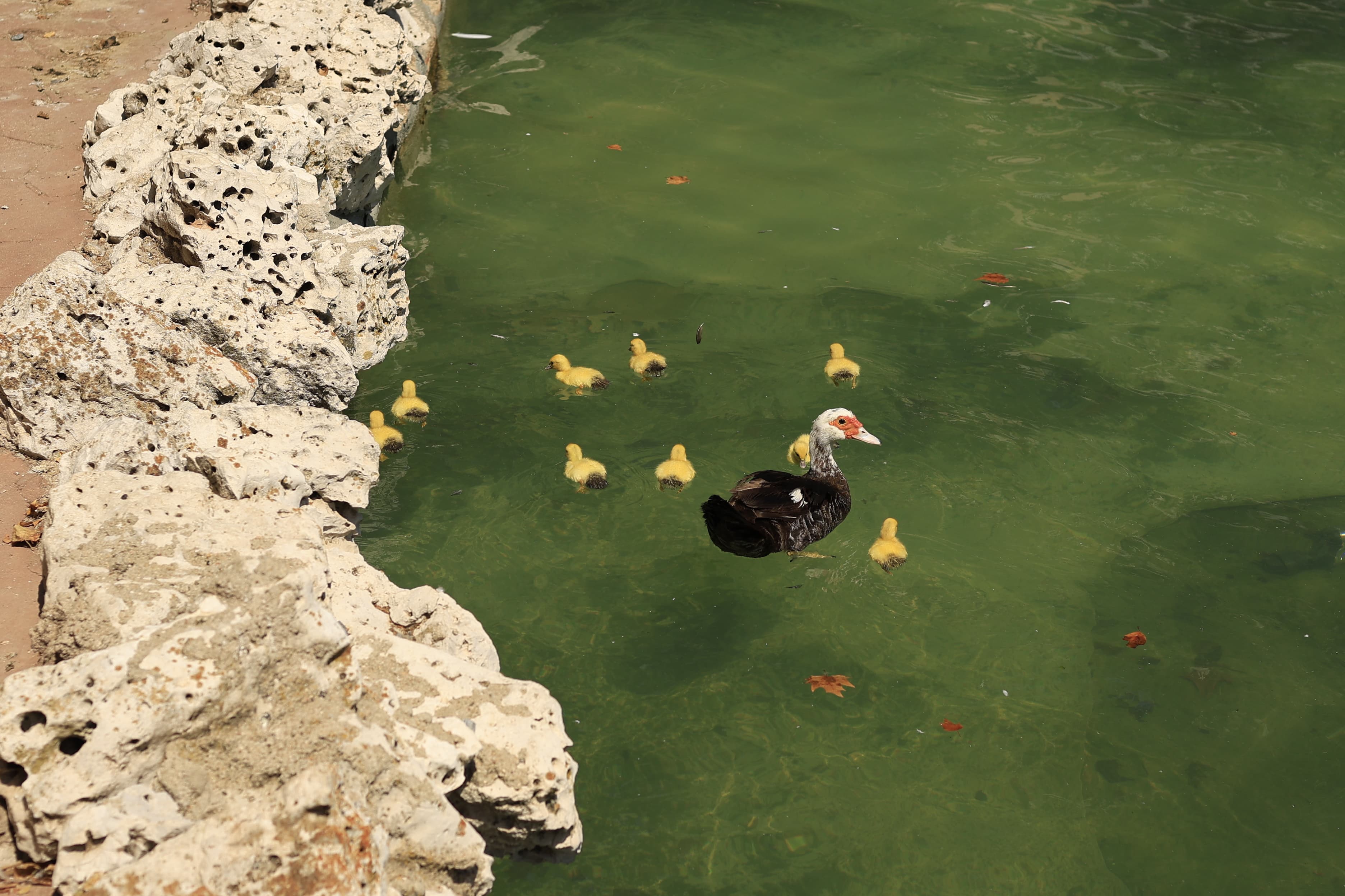 La Alamedilla vuelve a tener nuevos inquilinos amarillos
