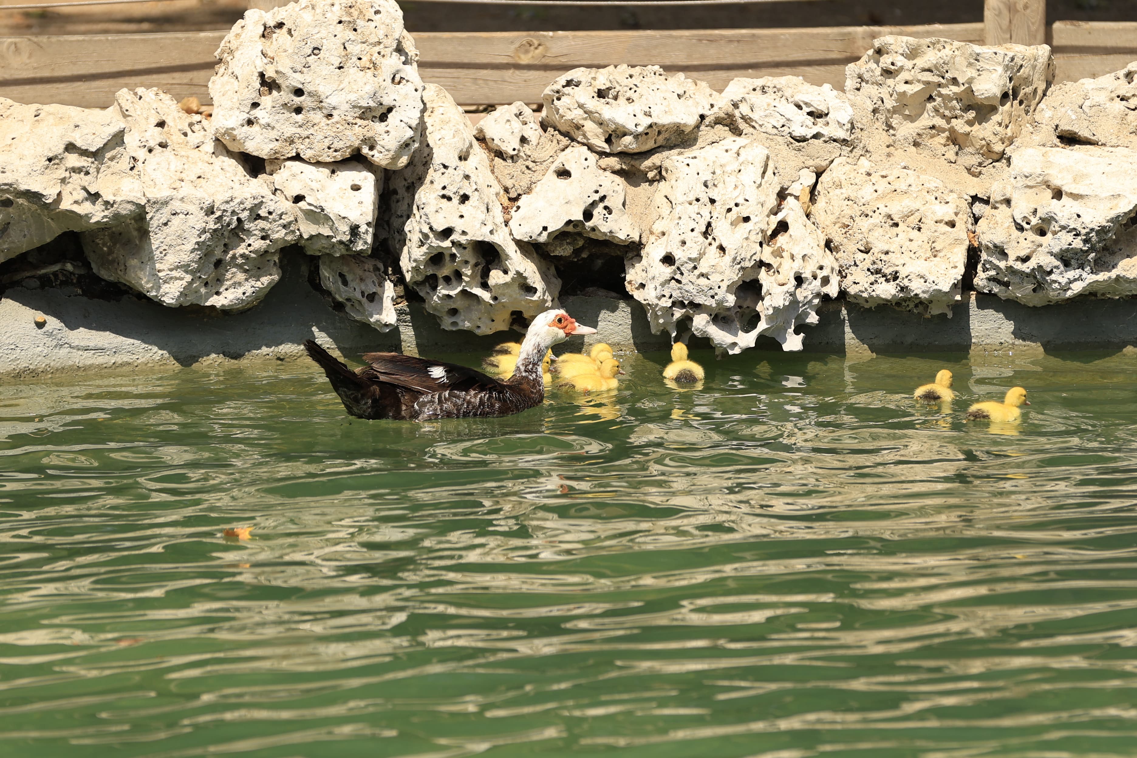 La Alamedilla vuelve a tener nuevos inquilinos amarillos