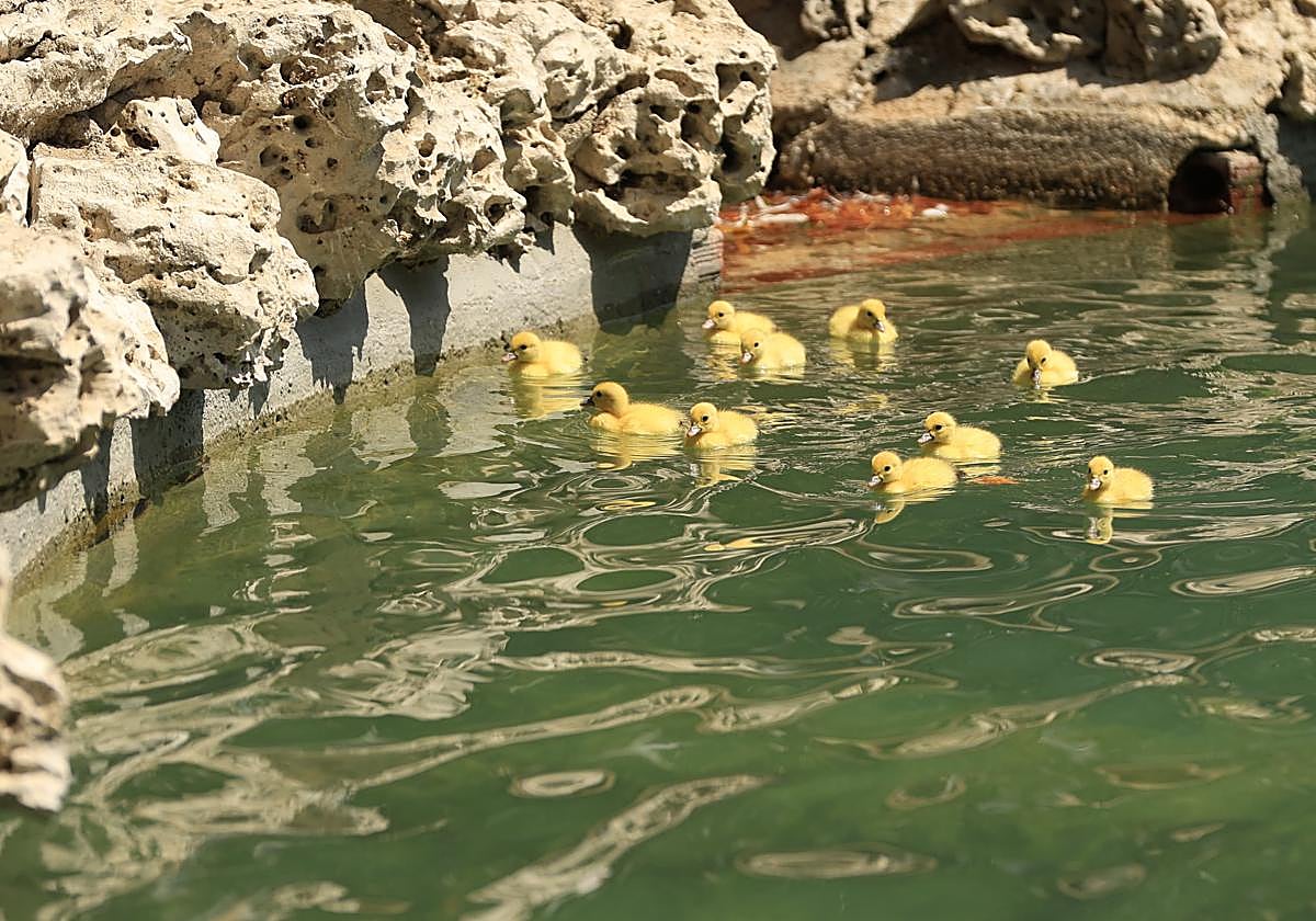 La Alamedilla vuelve a tener nuevos inquilinos amarillos