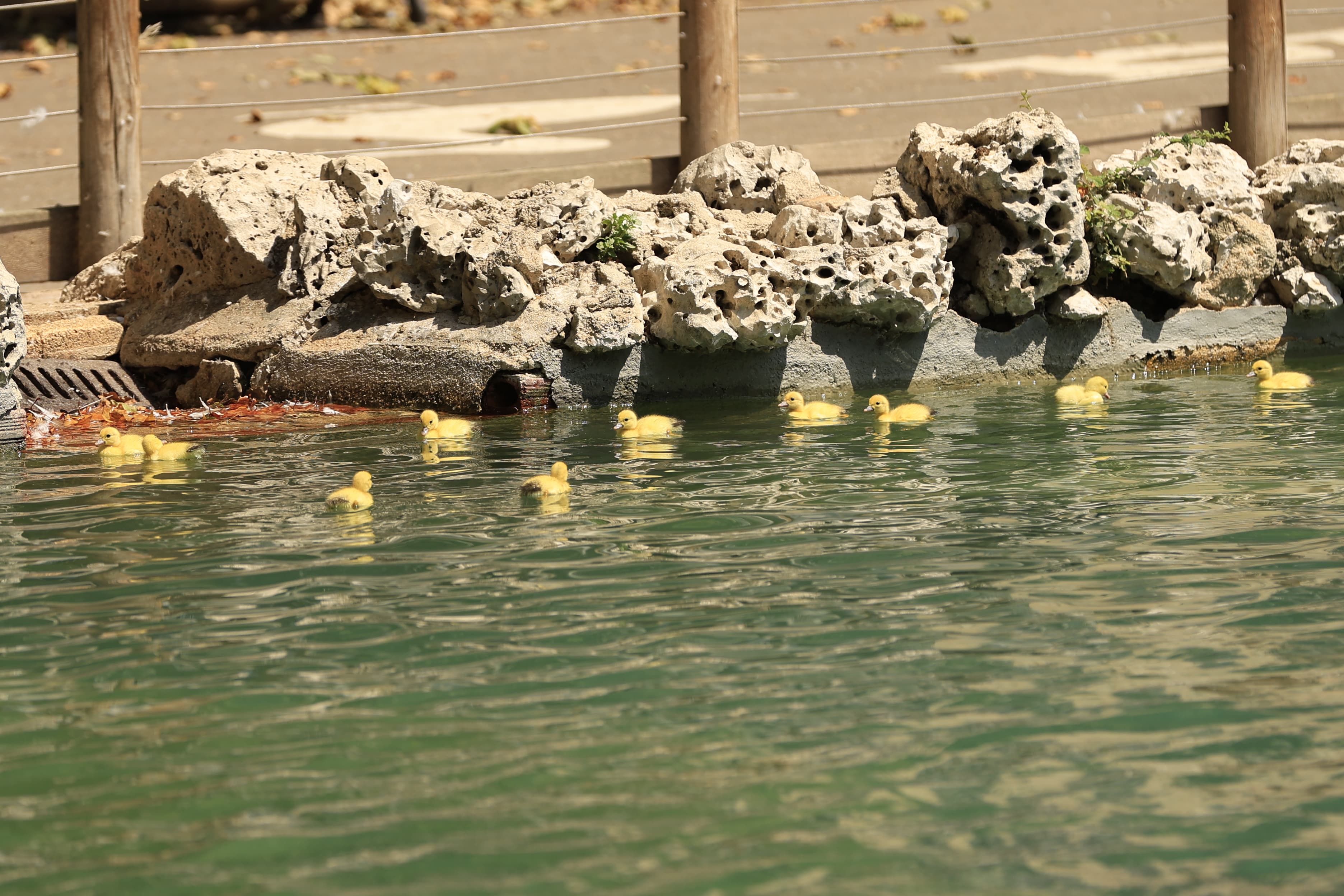 La Alamedilla vuelve a tener nuevos inquilinos amarillos