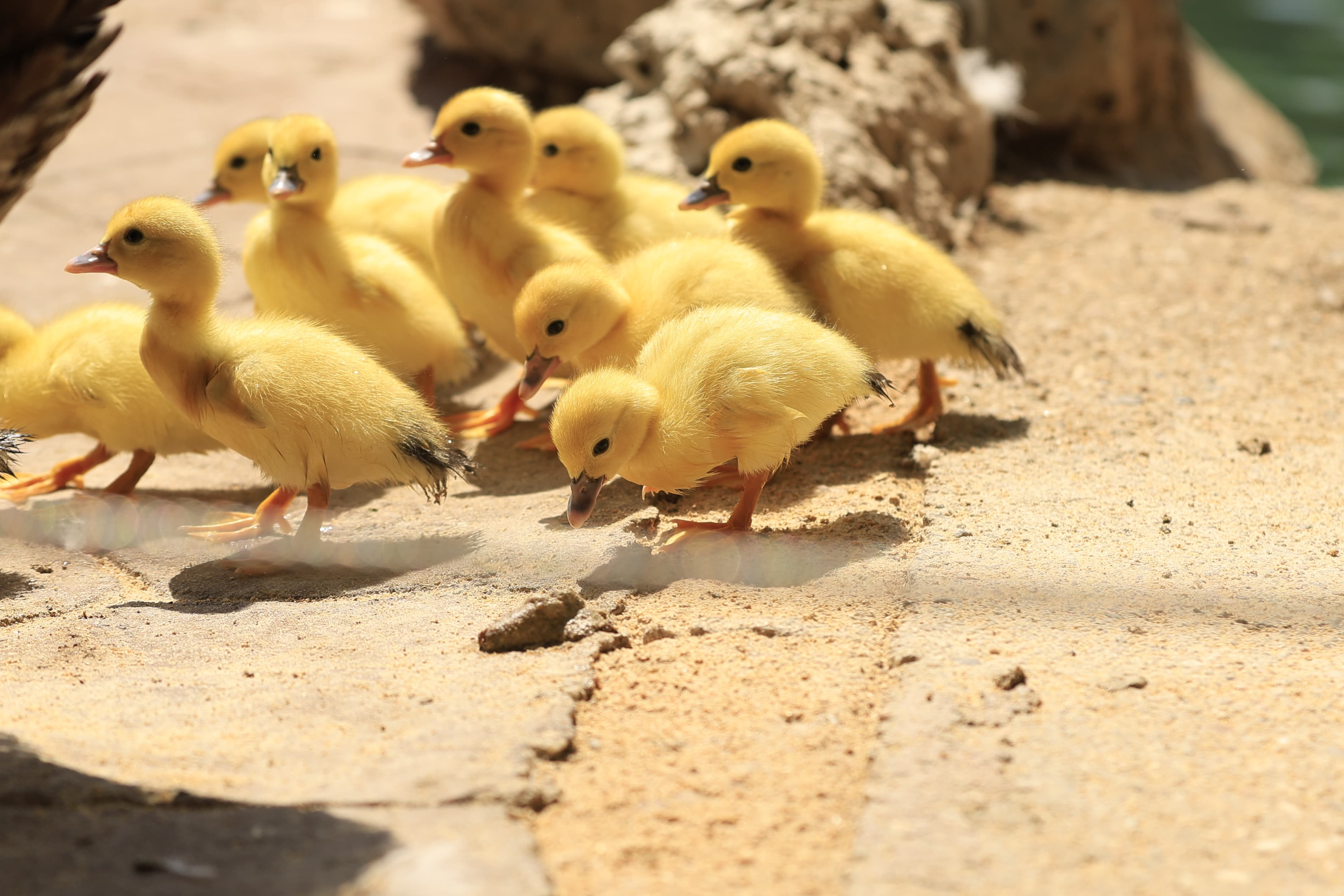 La Alamedilla vuelve a tener nuevos inquilinos amarillos