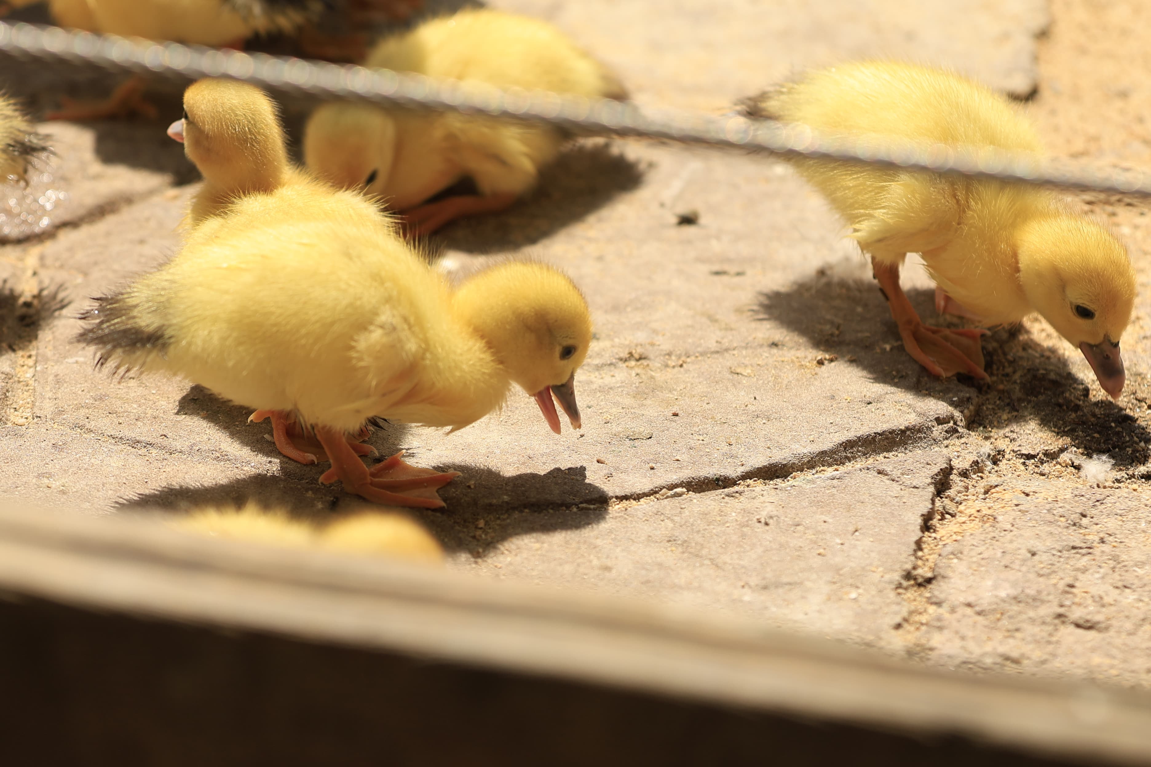 La Alamedilla vuelve a tener nuevos inquilinos amarillos