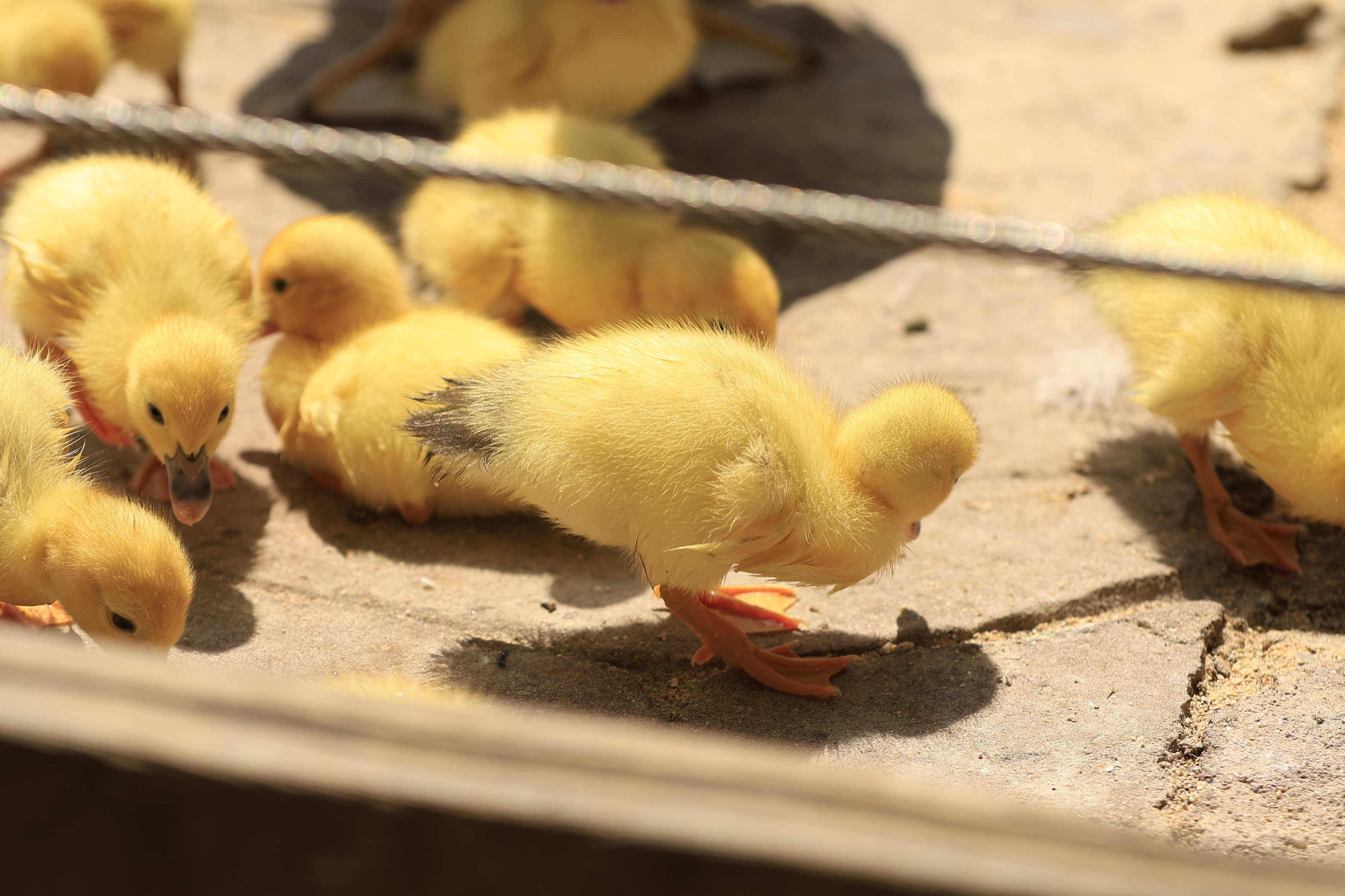 La Alamedilla vuelve a tener nuevos inquilinos amarillos