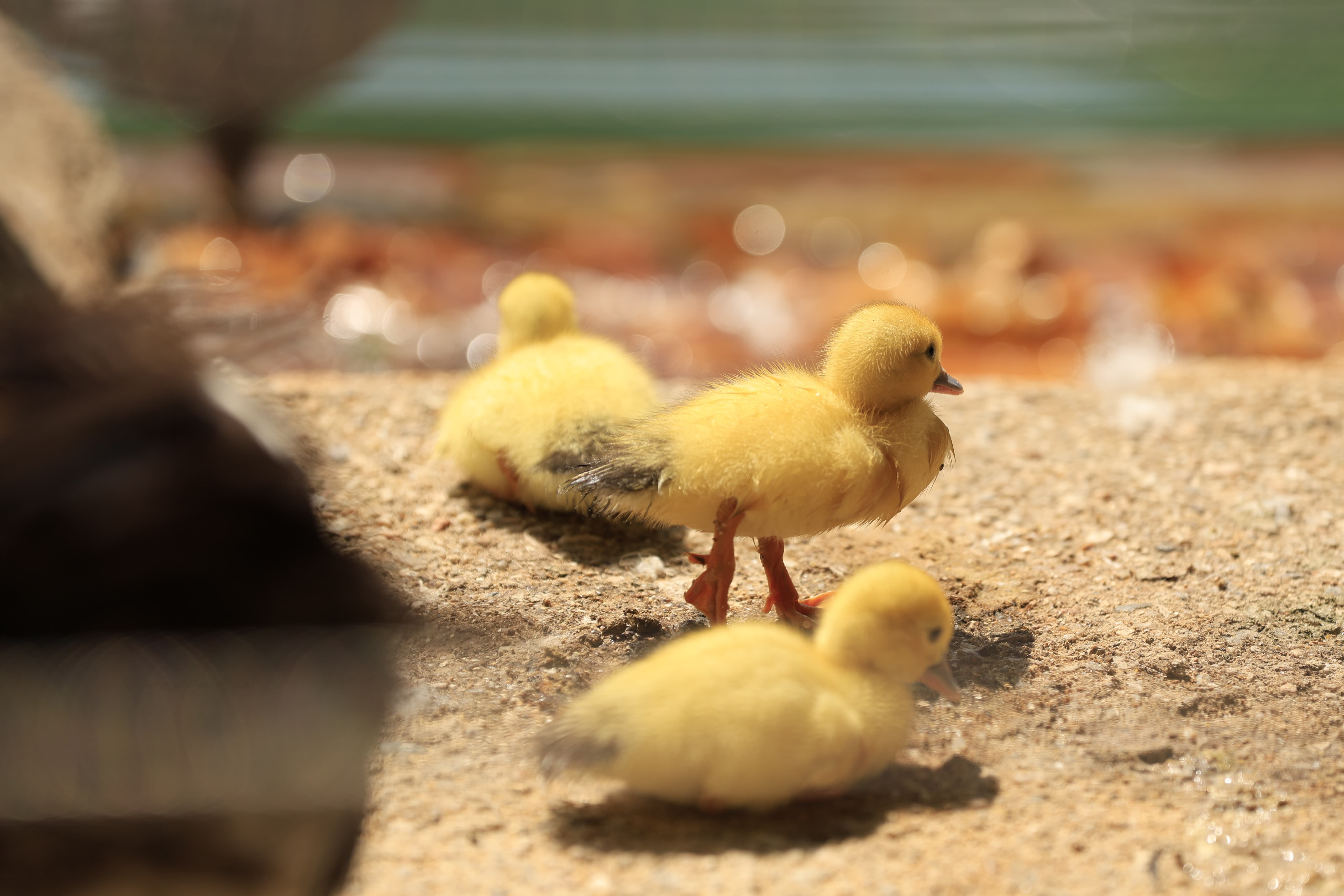 La Alamedilla vuelve a tener nuevos inquilinos amarillos