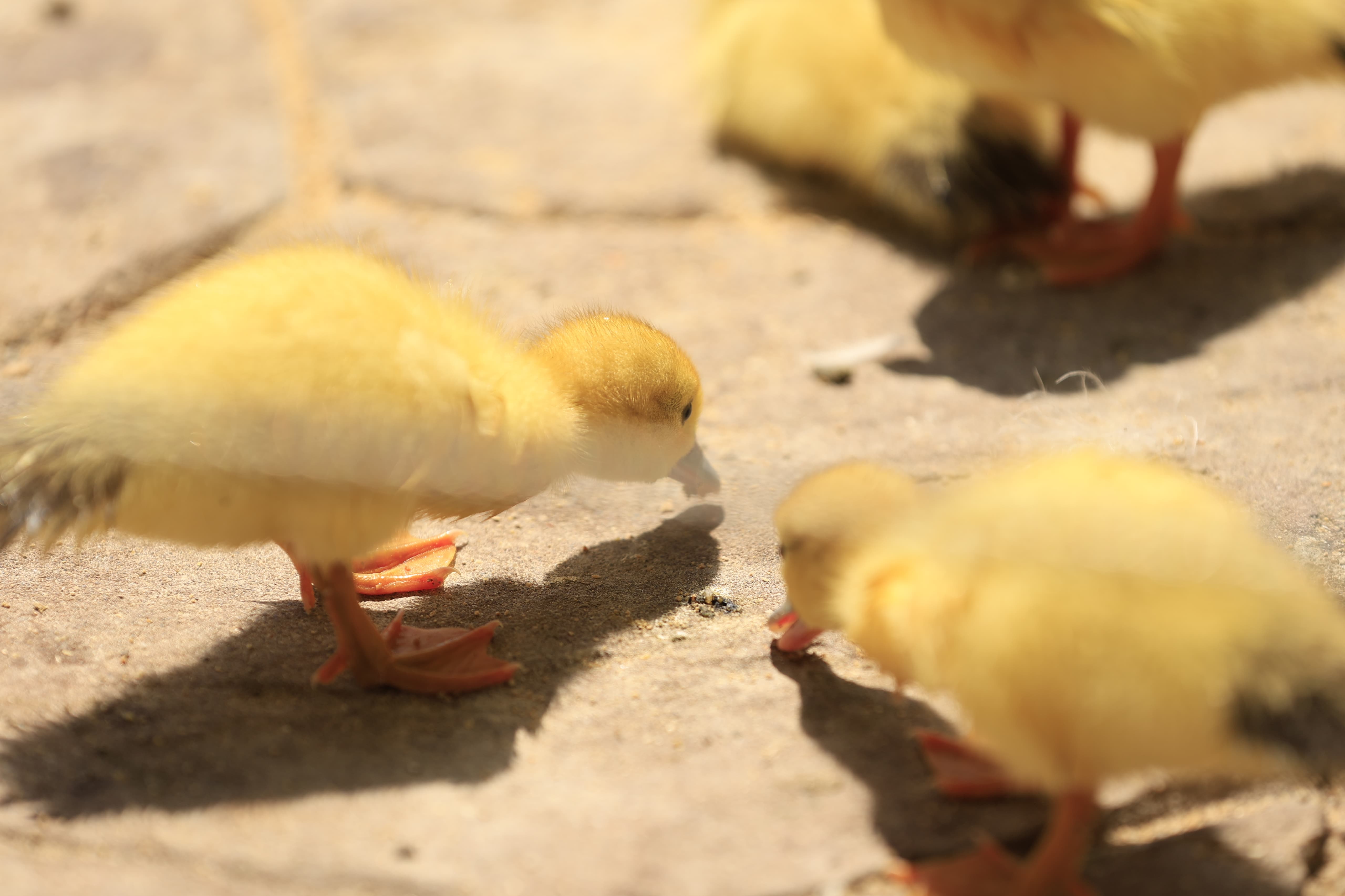 La Alamedilla vuelve a tener nuevos inquilinos amarillos