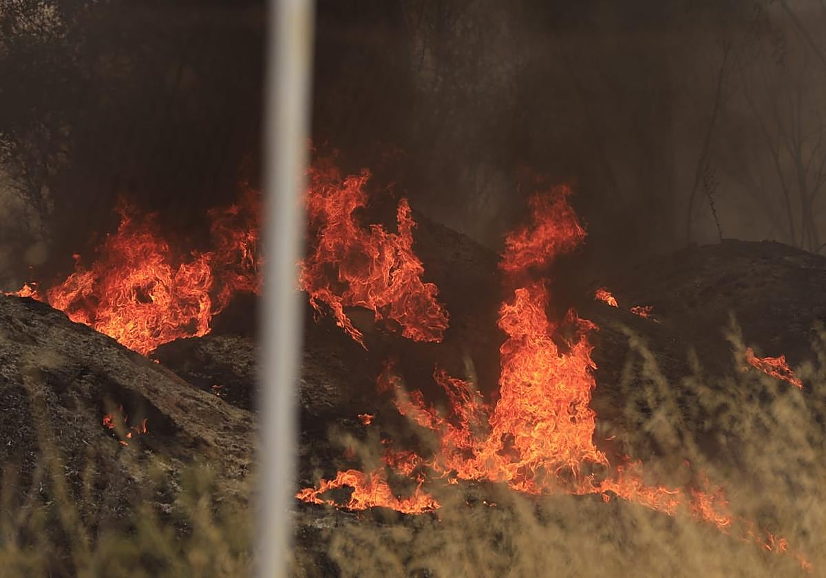 Imagen de archivo de llamas en una zona de vegetación.