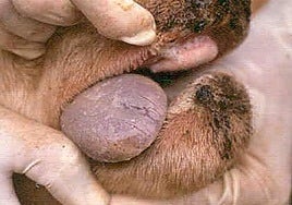 Inspección a un animal.