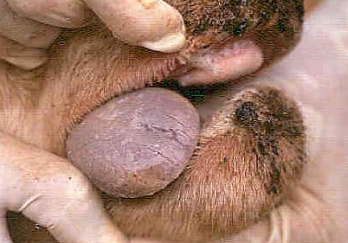 Inspección a un animal.