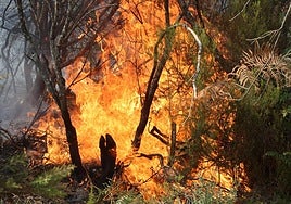 Imagen del fuego arrasando una zona de Salamanca.