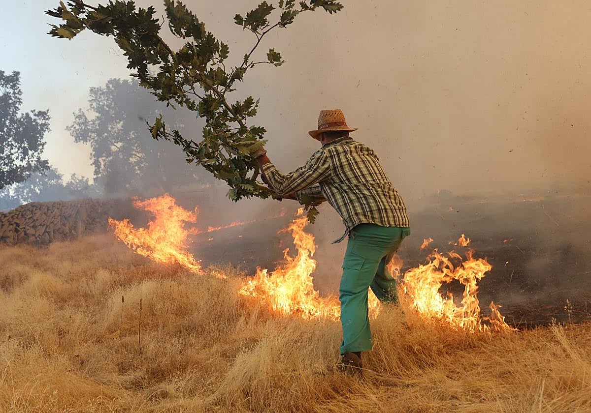 Una persona se afana en intentar evitar con unas ramas la expansión del incendio de Cipérez en la comarca de Vitigudino.