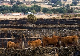 Ganado en una finca calcinada por el incendio de Cipérez.