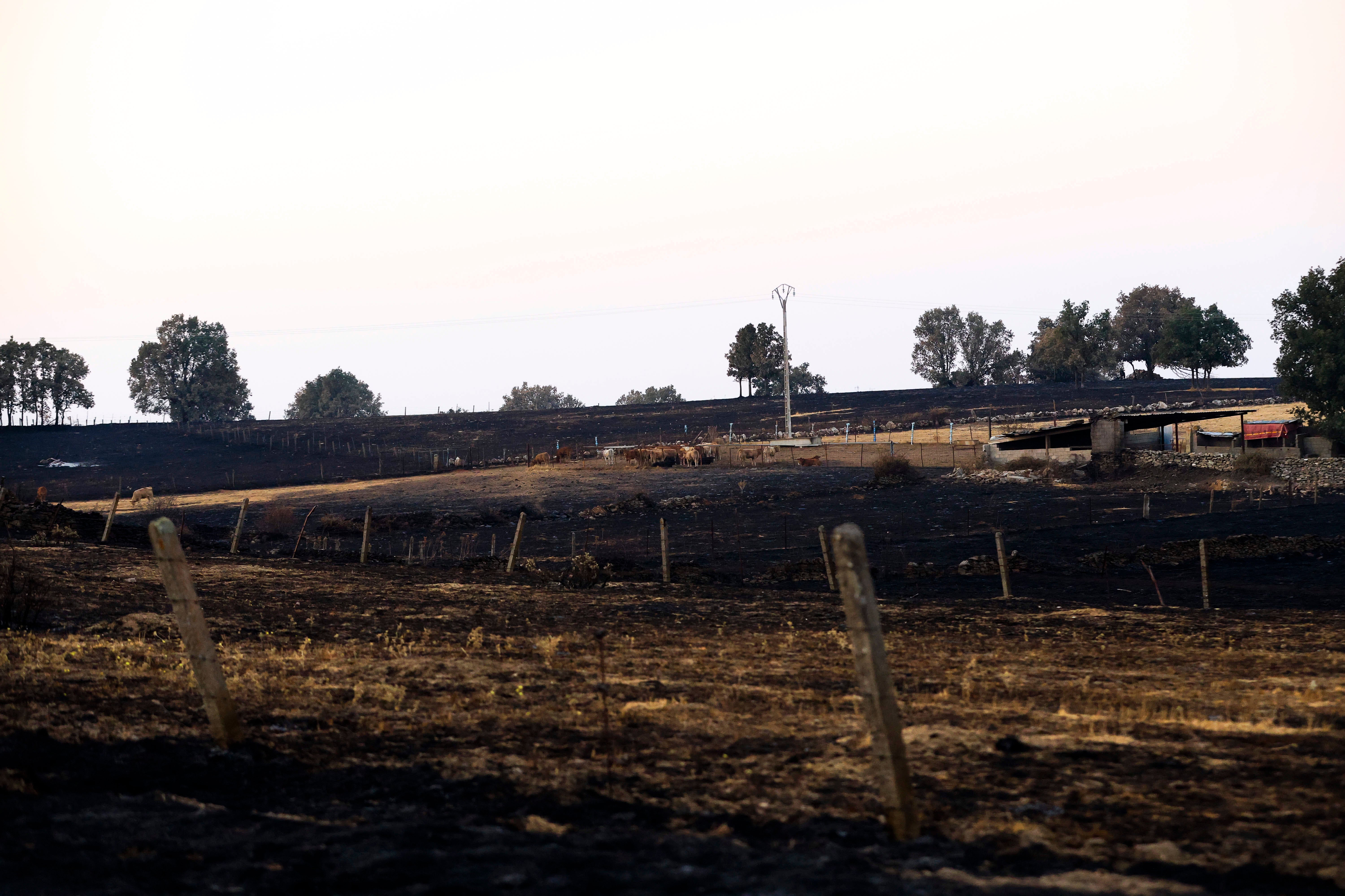 En imágenes, el rastro negro del mayor incendio de la provincia de Salamanca