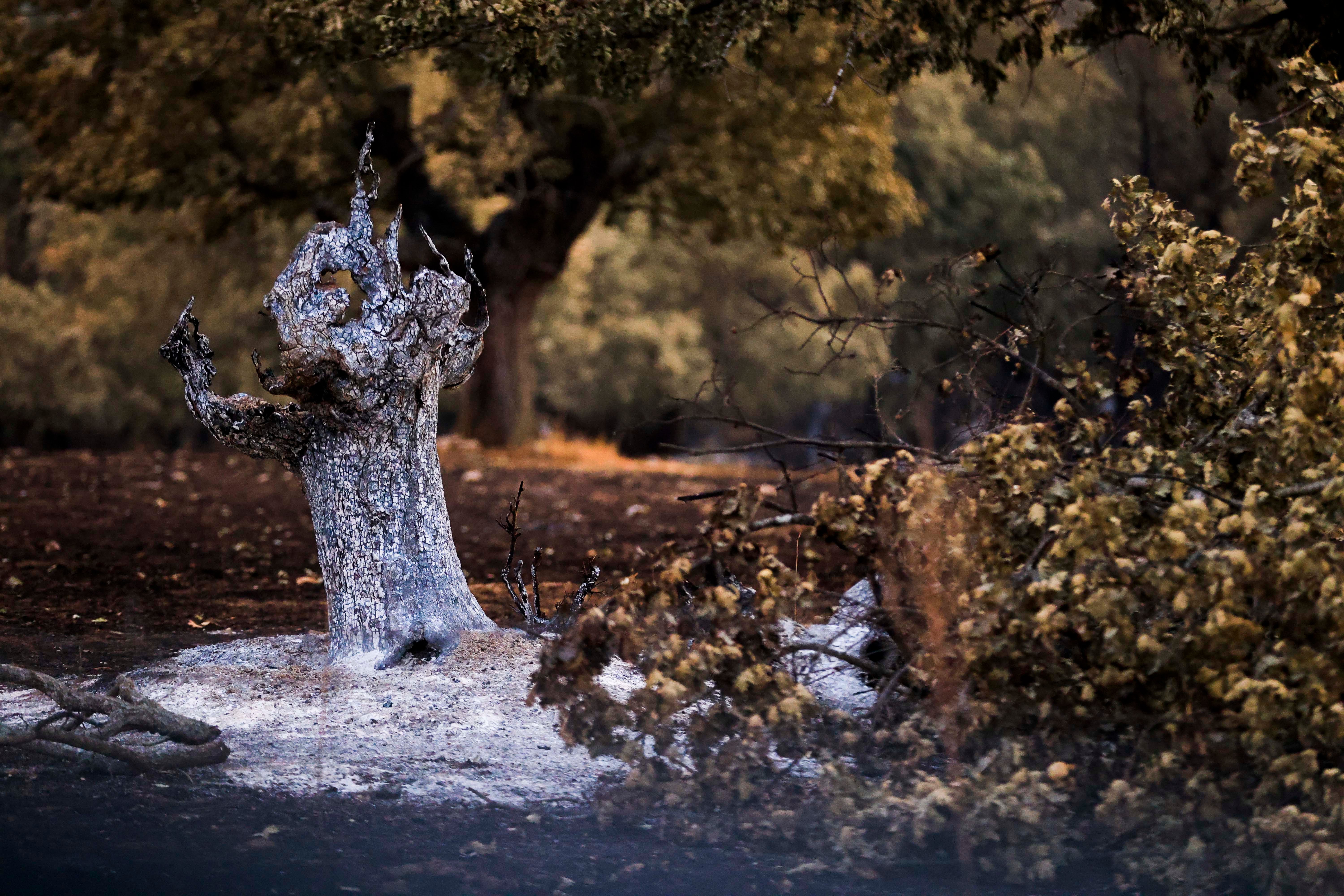 En imágenes, el rastro negro del mayor incendio de la provincia de Salamanca