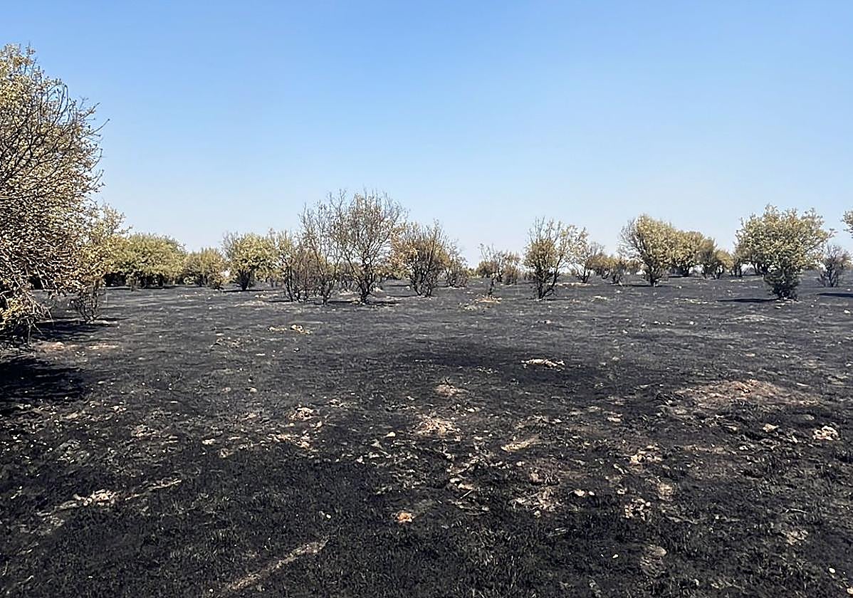 Así ha quedado el terreno en el término municipal de Moronta