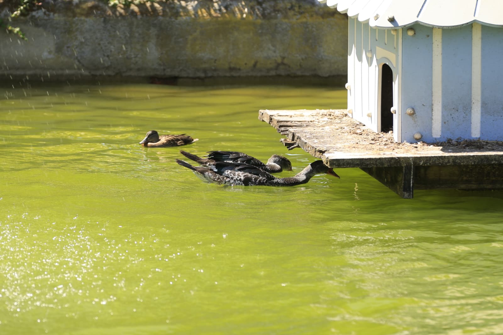 Así son los nuevos inquilinos que habitan el parque de Jesuítas