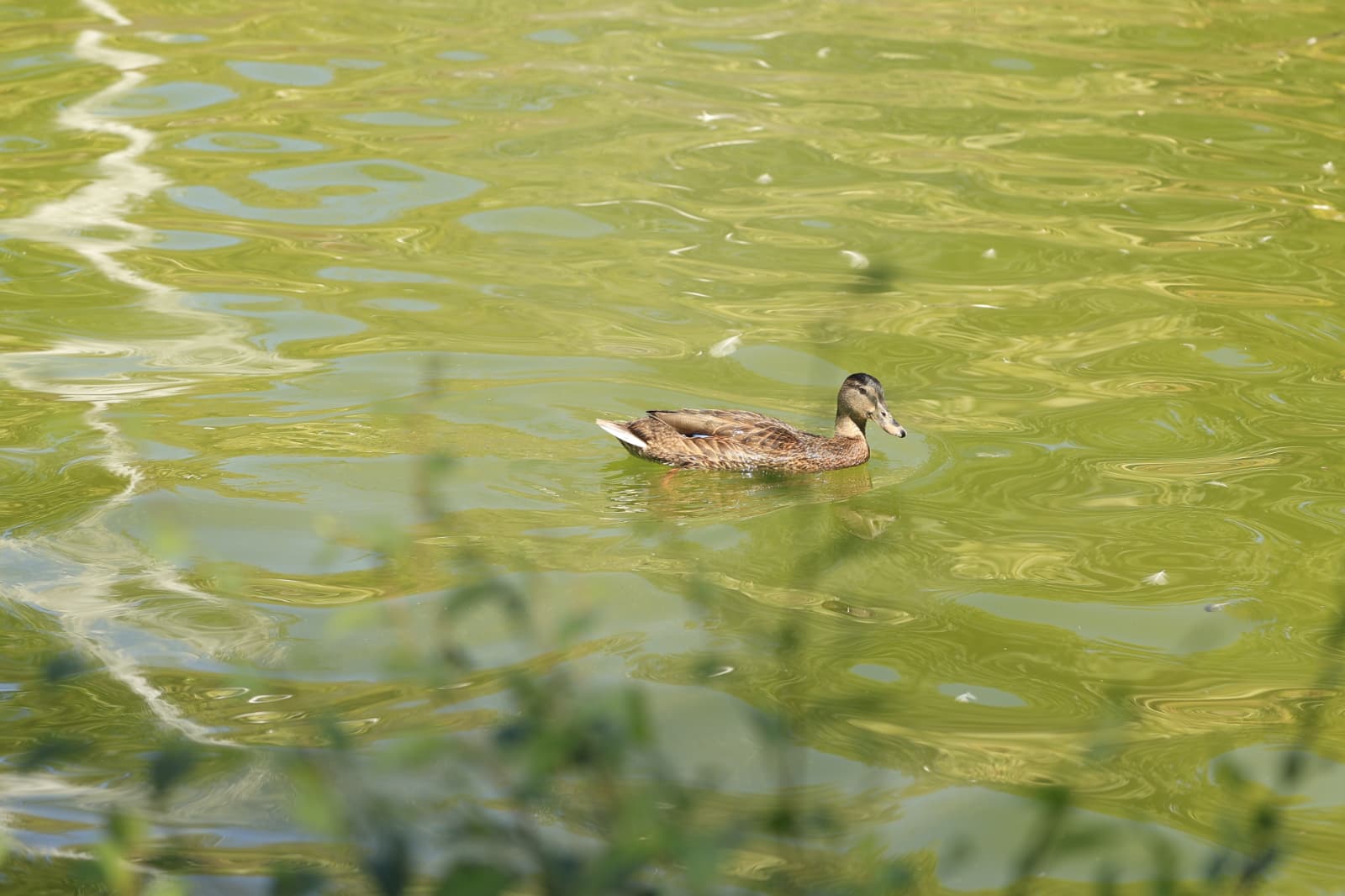 Así son los nuevos inquilinos que habitan el parque de Jesuítas