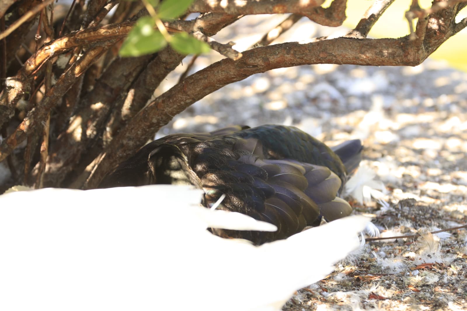 Así son los nuevos inquilinos que habitan el parque de Jesuítas