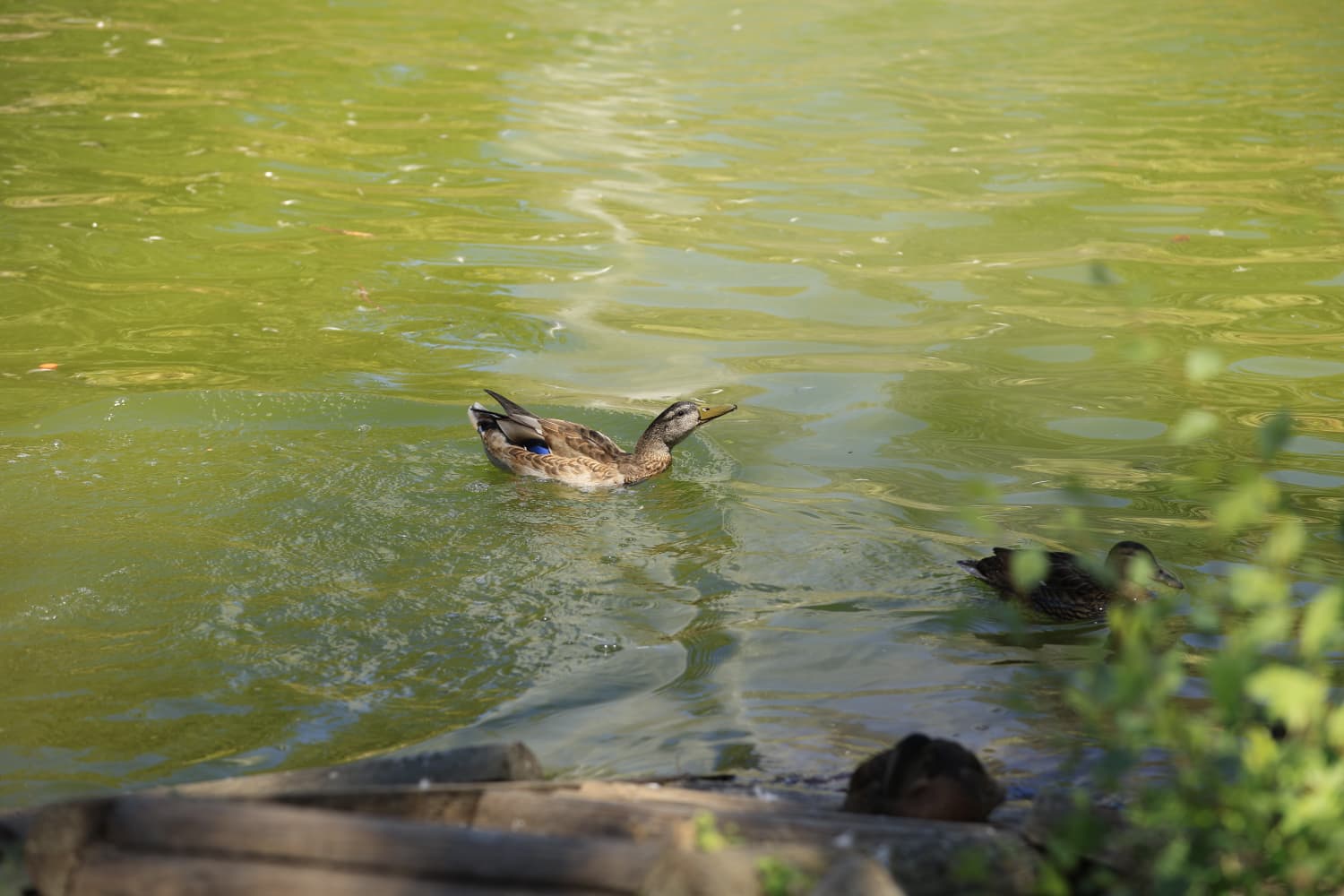 Así son los nuevos inquilinos que habitan el parque de Jesuítas