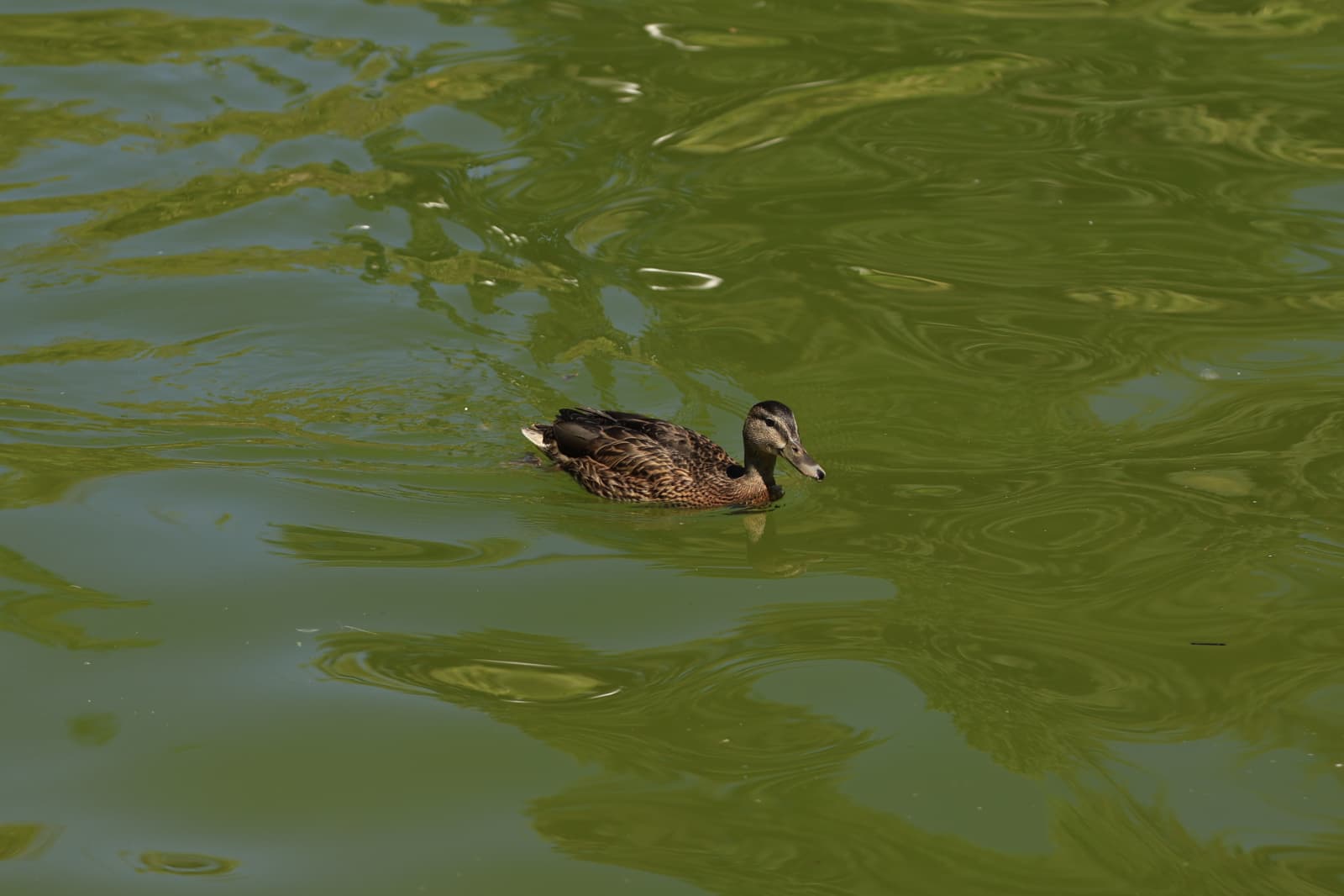 Así son los nuevos inquilinos que habitan el parque de Jesuítas