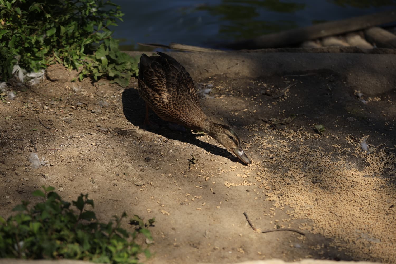 Así son los nuevos inquilinos que habitan el parque de Jesuítas