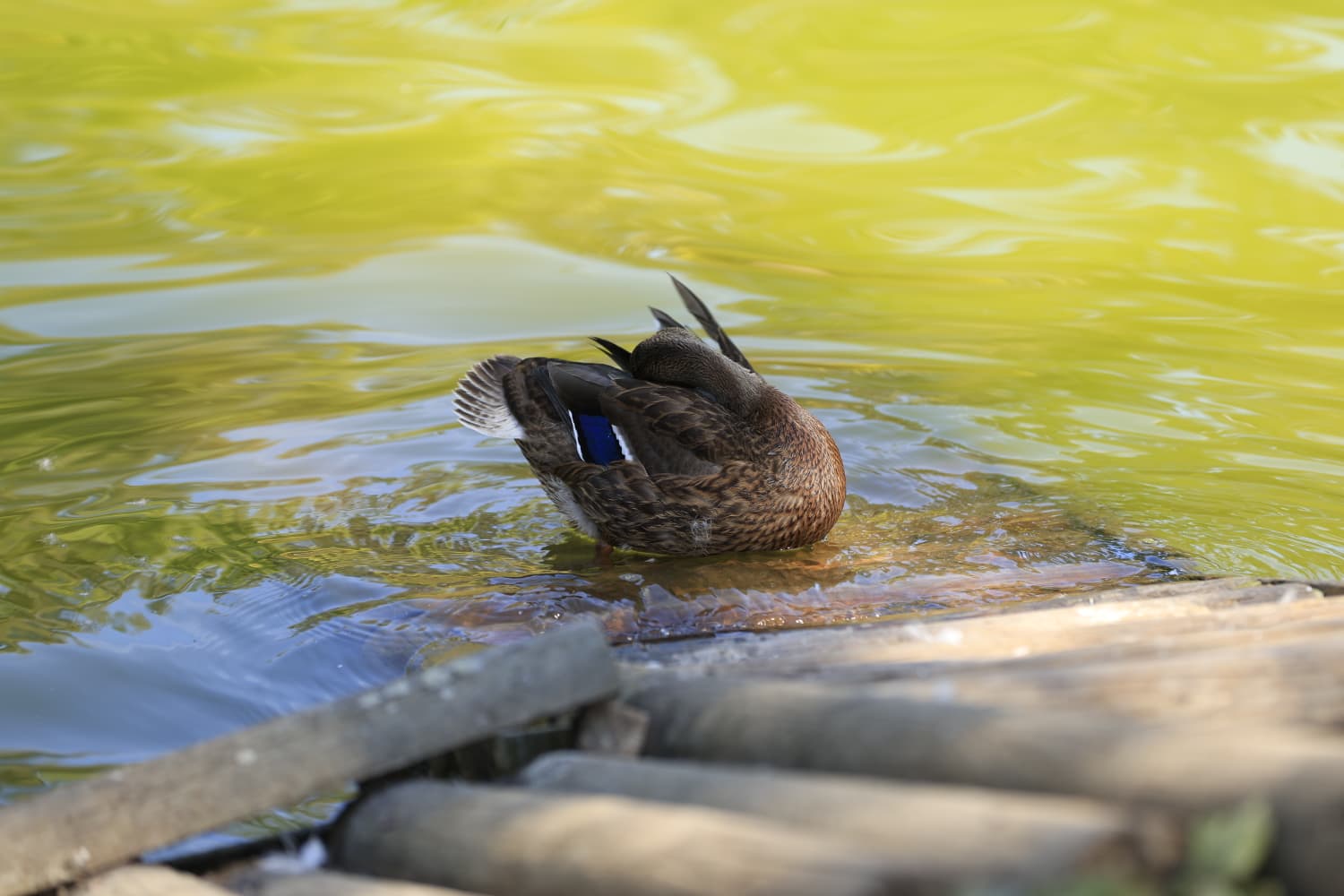 Así son los nuevos inquilinos que habitan el parque de Jesuítas