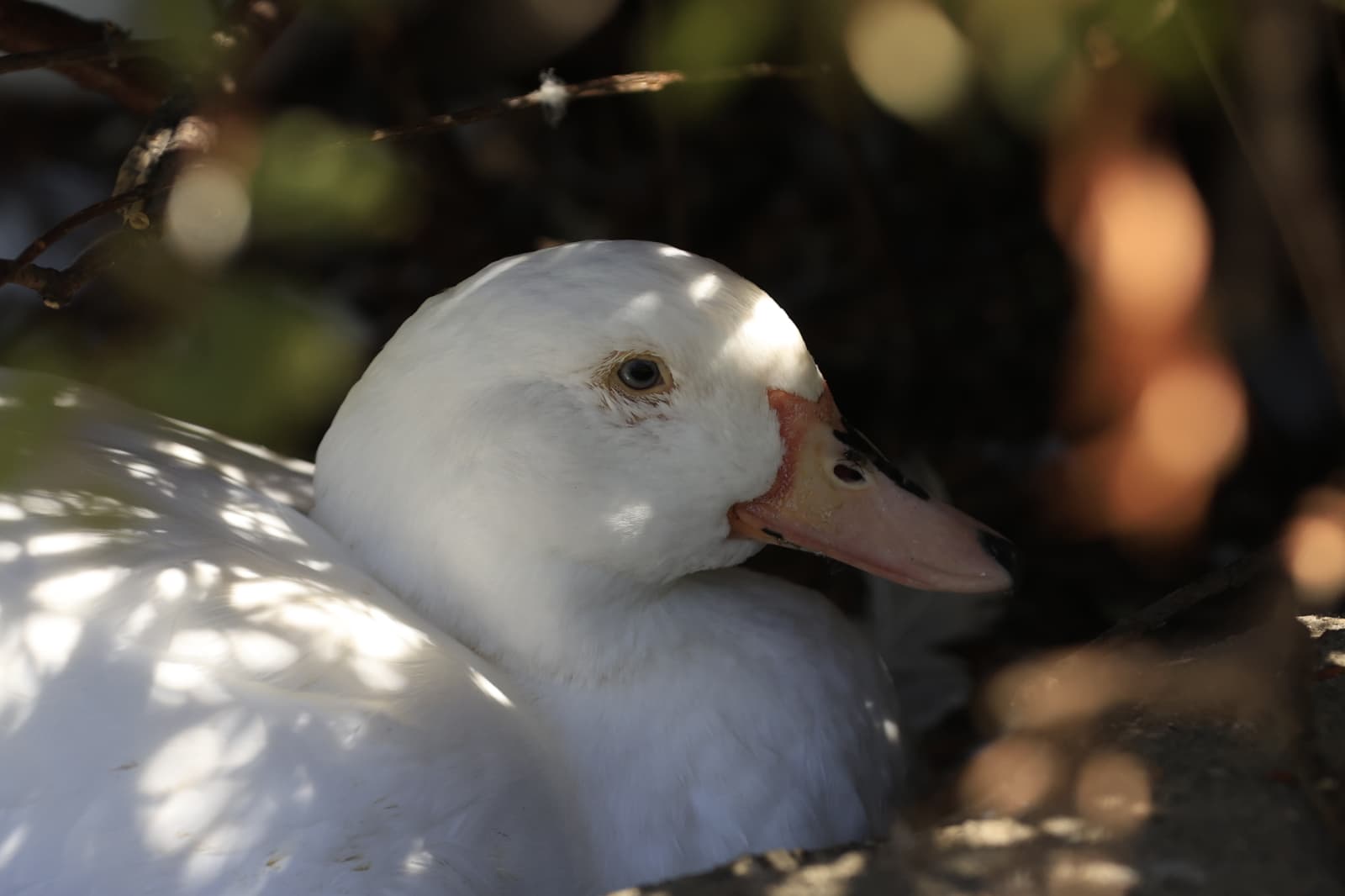 Así son los nuevos inquilinos que habitan el parque de Jesuítas