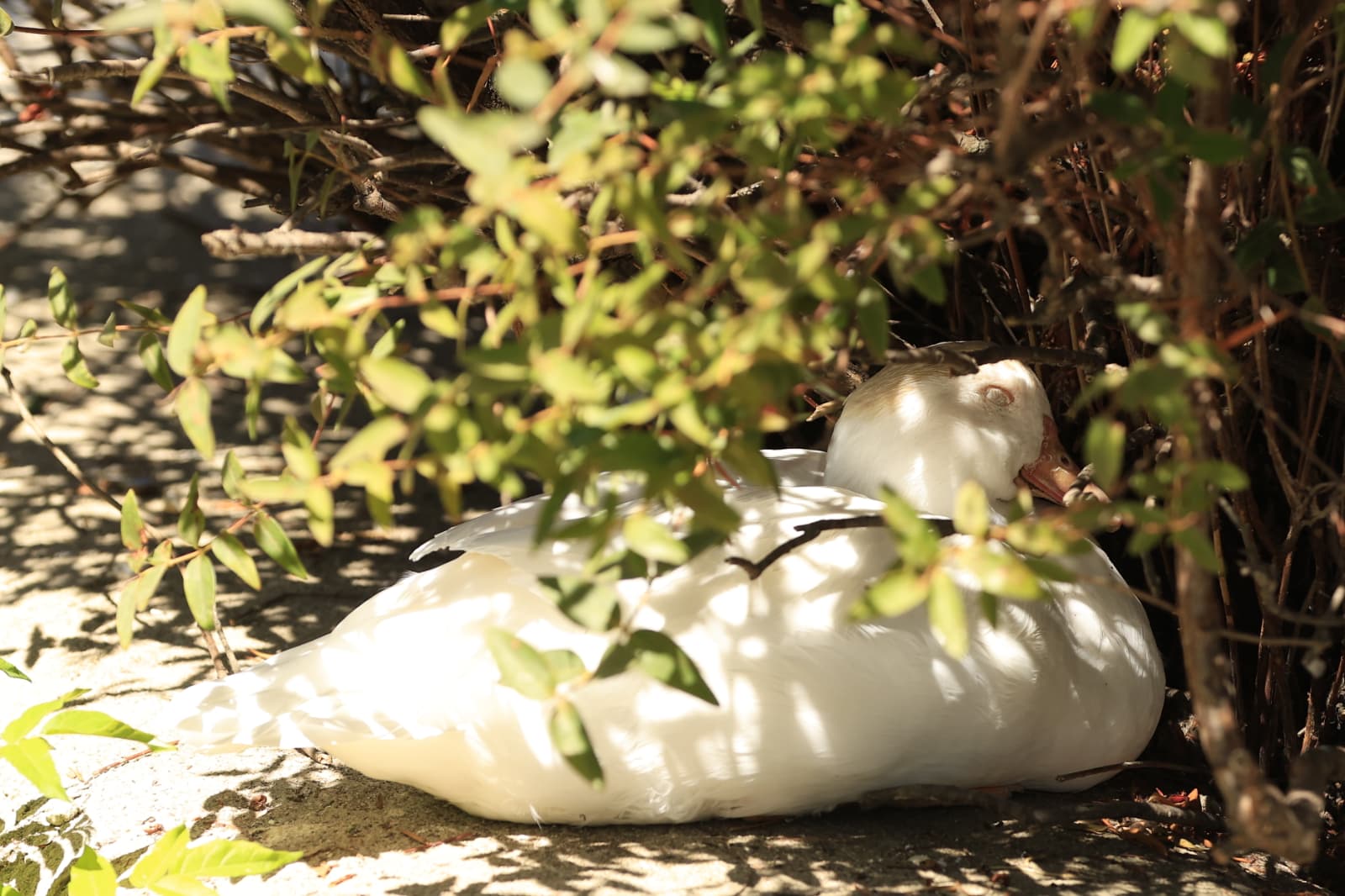 Así son los nuevos inquilinos que habitan el parque de Jesuítas