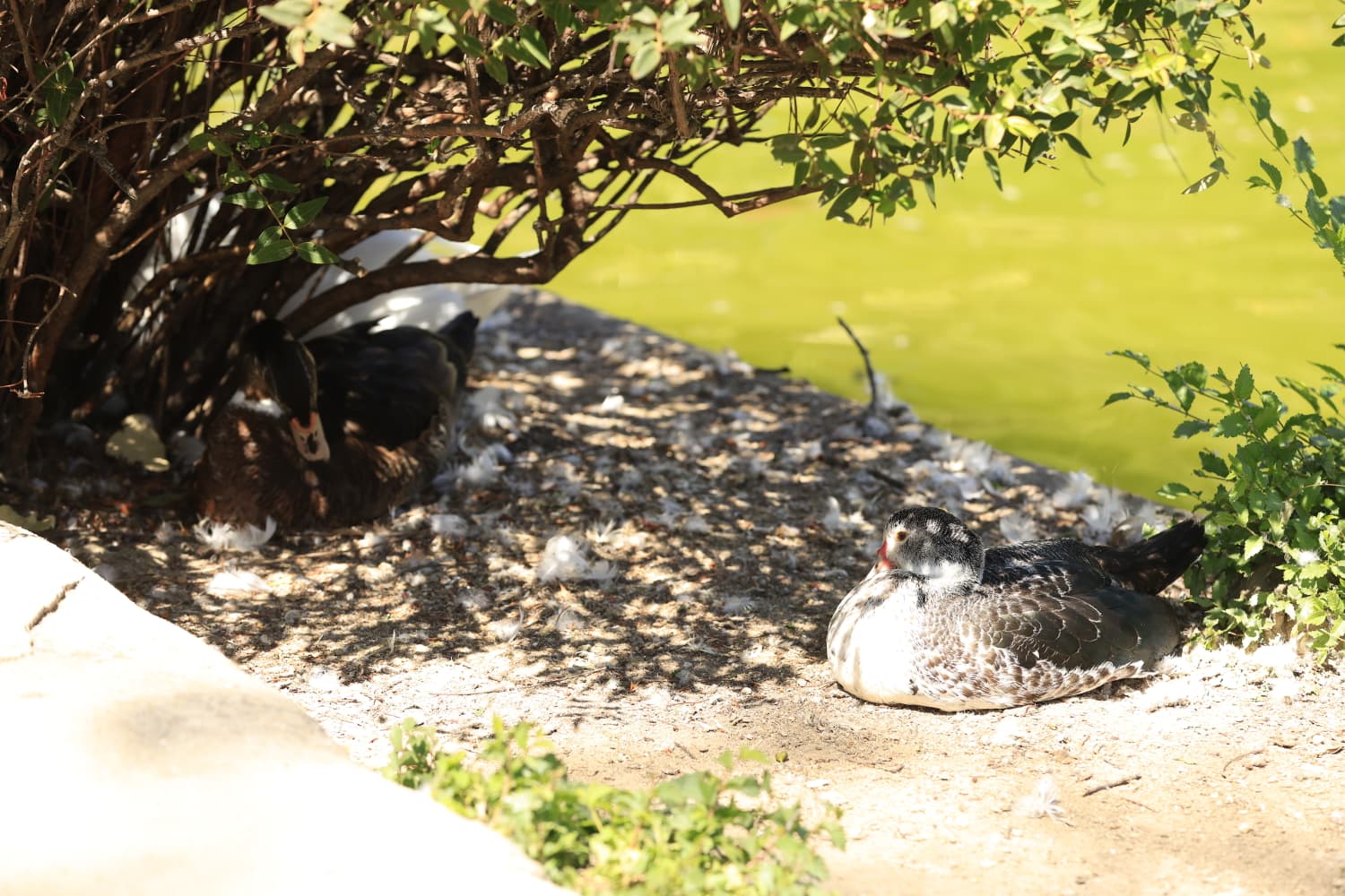 Así son los nuevos inquilinos que habitan el parque de Jesuítas