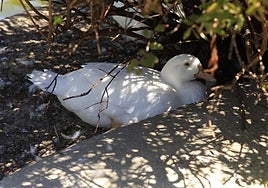 Así son los nuevos inquilinos que habitan el parque de Jesuítas