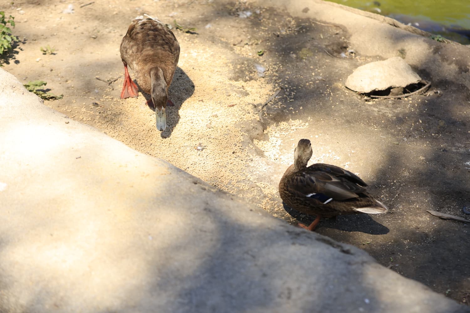 Así son los nuevos inquilinos que habitan el parque de Jesuítas