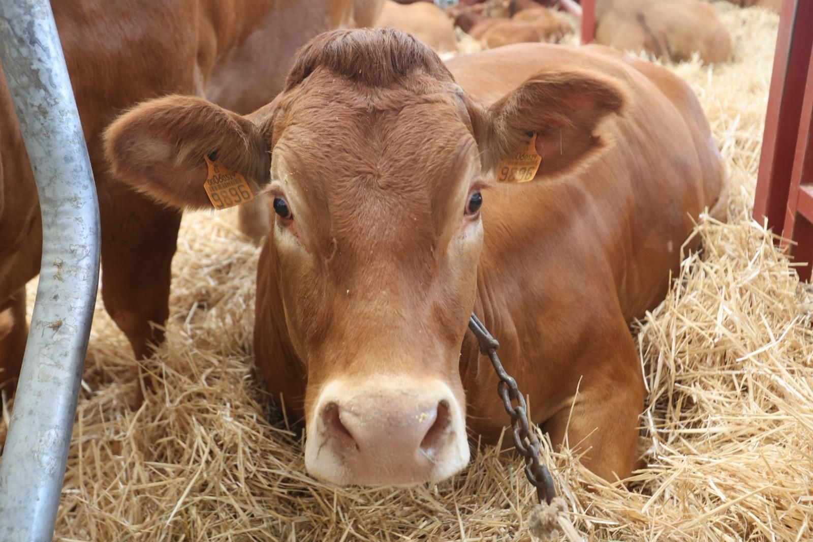 Así ha sido el comienzo de Salamaq, la tradicional cita de Salamanca con el campo