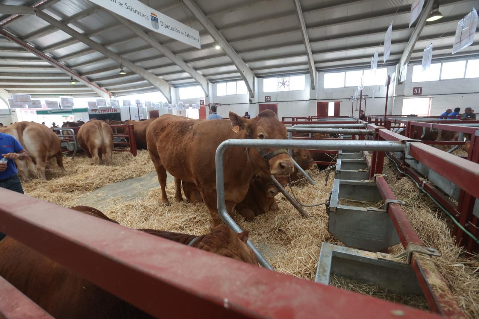 Así ha sido el comienzo de Salamaq, la tradicional cita de Salamanca con el campo